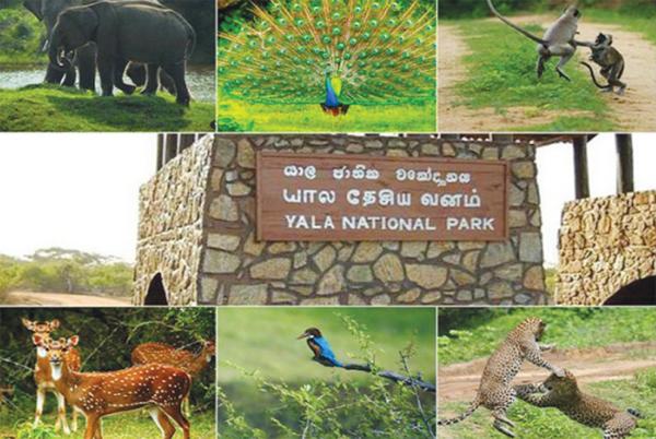 Yala National Park: A Safari Adventure Begins